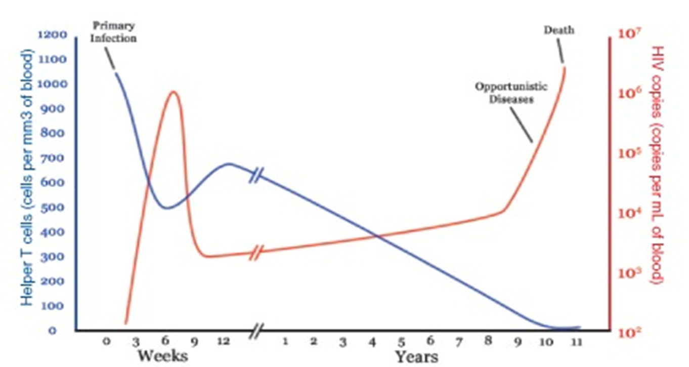 HIV Infection Progression (Wilkin & Brainard, 2020).